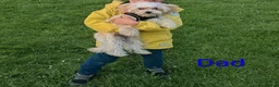 Maltipoo dogs for sale: Maltipoo - Advert 3