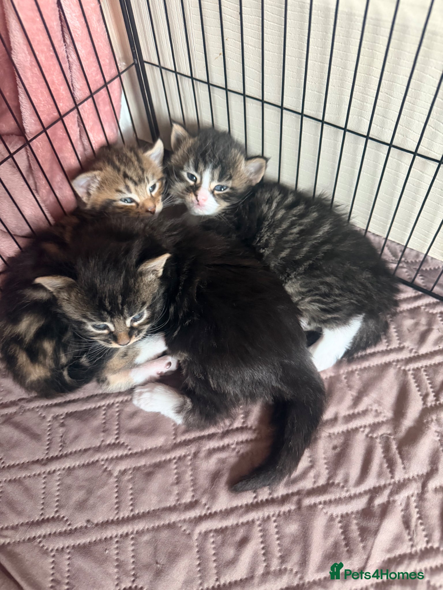 Maine Coon cats Mainecoon kittens tabby girl and boys  - Advert 18