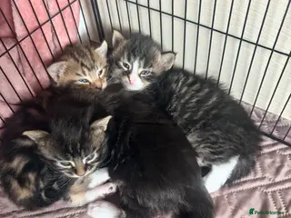 Maine Coon cats Mainecoon kittens tabby girl and boys - Advert 18