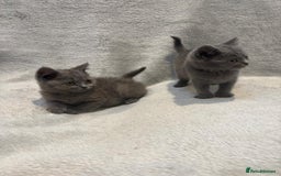 British Shorthair cats for sale: British short hair kittens  - Image 4