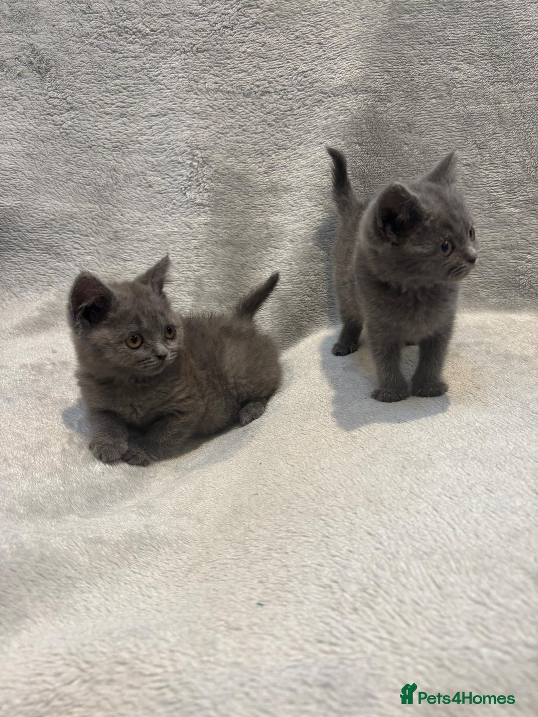 British Shorthair cats for sale: British short hair kittens  - Image 4