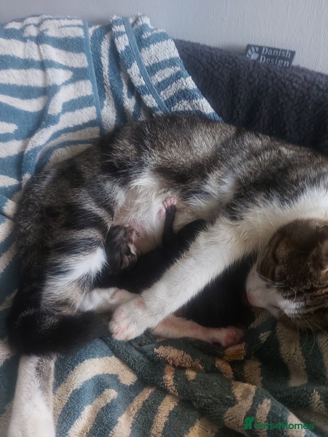 British Shorthair cats for sale: Kittens for Sale (two tabby and two tuxedo kitten) - Advert 8