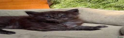 Maine Coon cats for sale: Black Smoke TICA Maine Coons - Advert 5