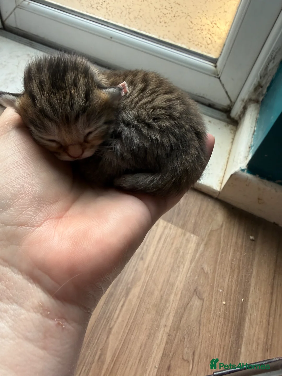 Norwegian Forest Cat cats for sale: Norwegian cross - Advert 7