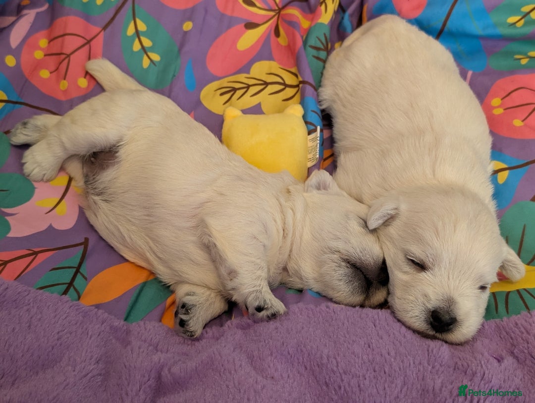 West Highland Terrier dogs for sale: Lovely westies puppies from excellent show linage - Image 14