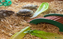 Tortoise reptiles for sale: 2 Female Russian/Horsefield Tortoises - Image 7