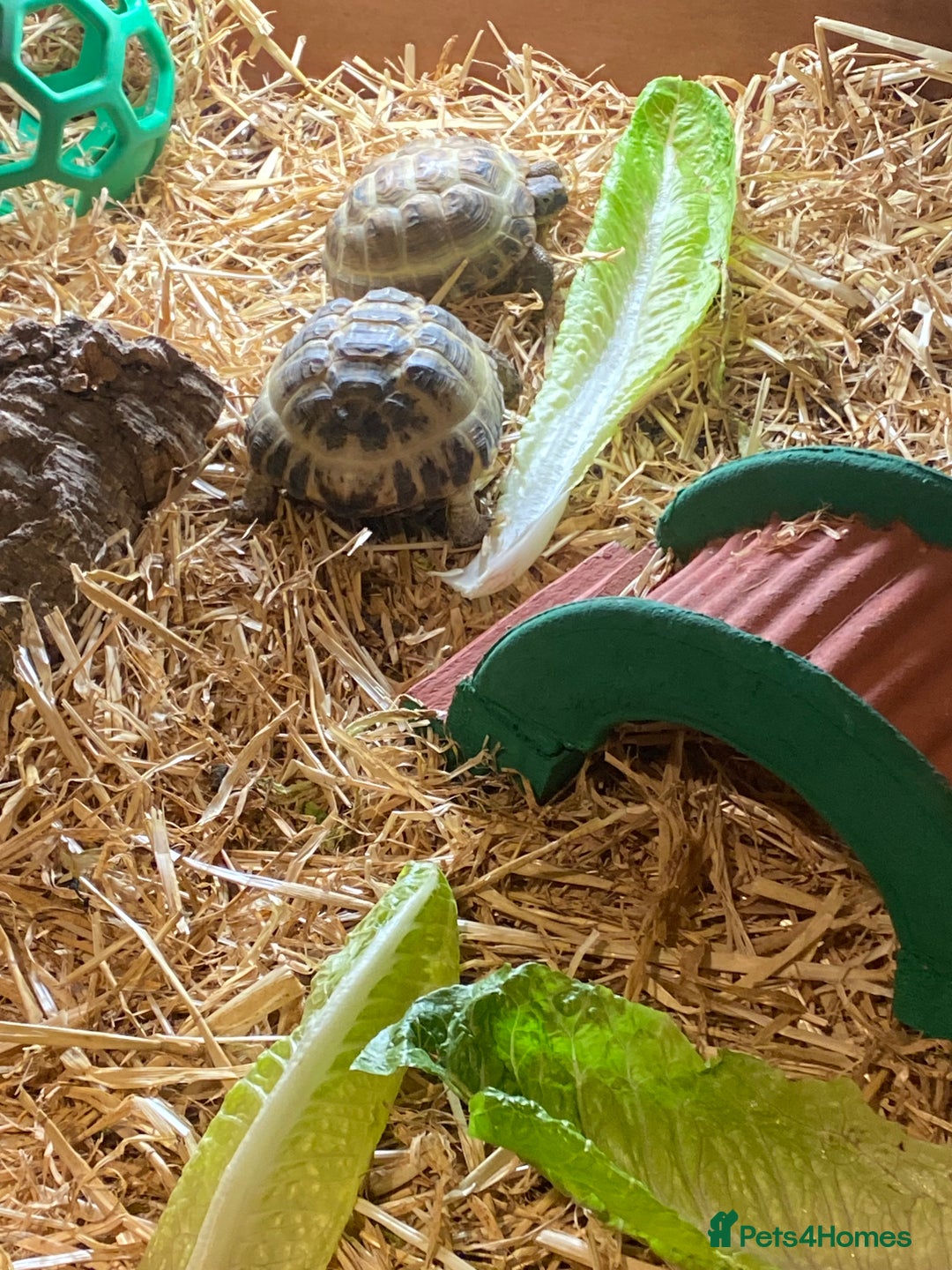 Tortoise reptiles for sale: 2 Female Russian/Horsefield Tortoises - Image 7