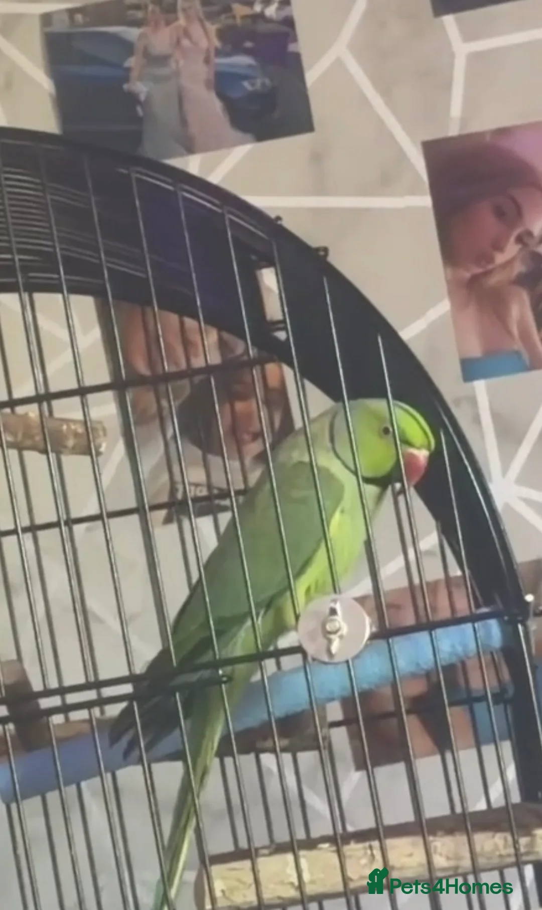 Ringnecks birds for sale: Indian Ringneck - Advert 2