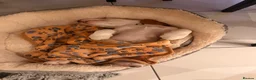Beagle dogs for sale: Boy Lemon Pedegree Beagle - 13 weeks old - Advert 7