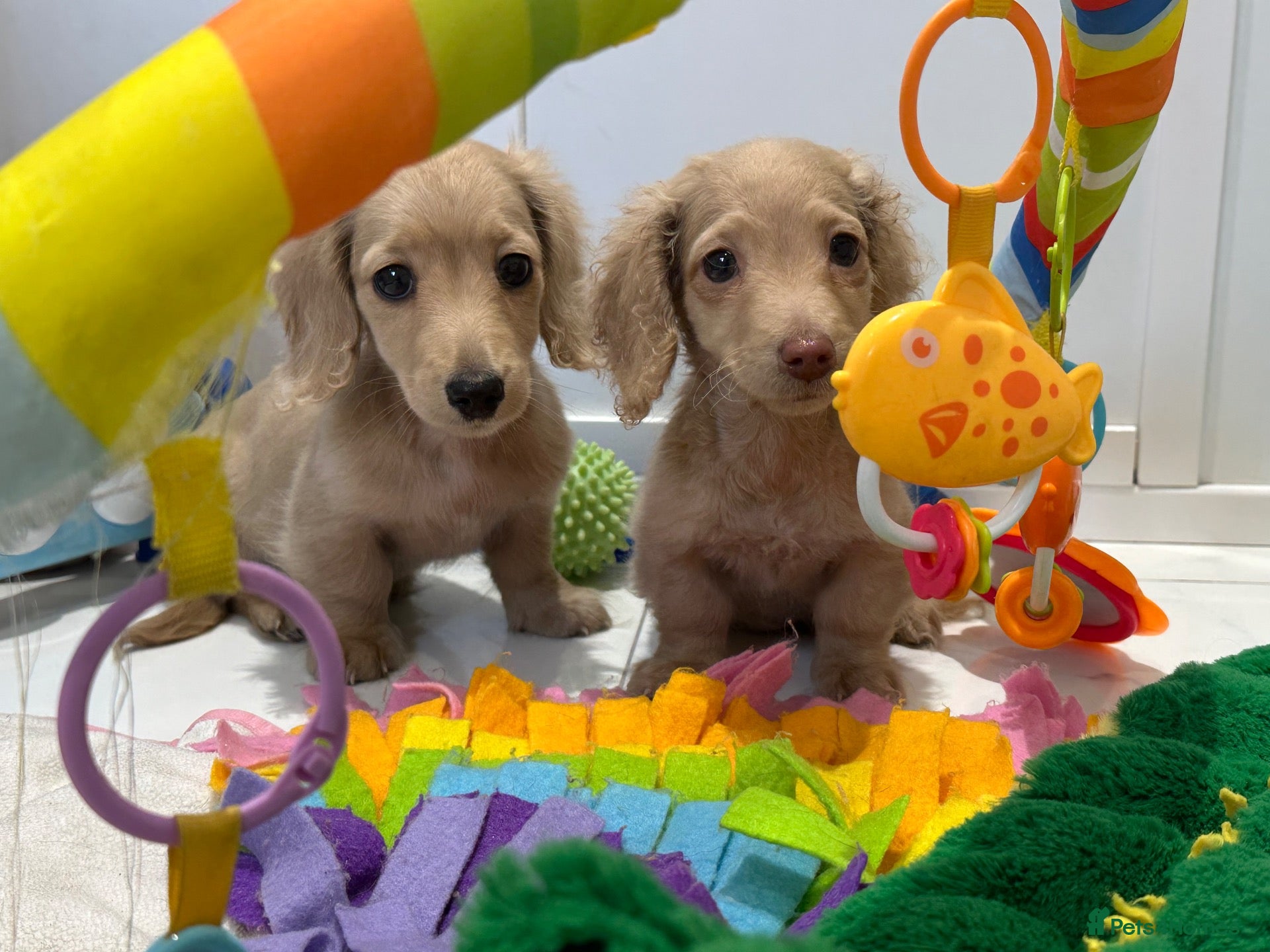 Miniature Dachshund dogs 👑✨MINI LONG HAIRED CREAMS✨👑 KC ✨ HEALTH TESTED ✨ - Advert 1