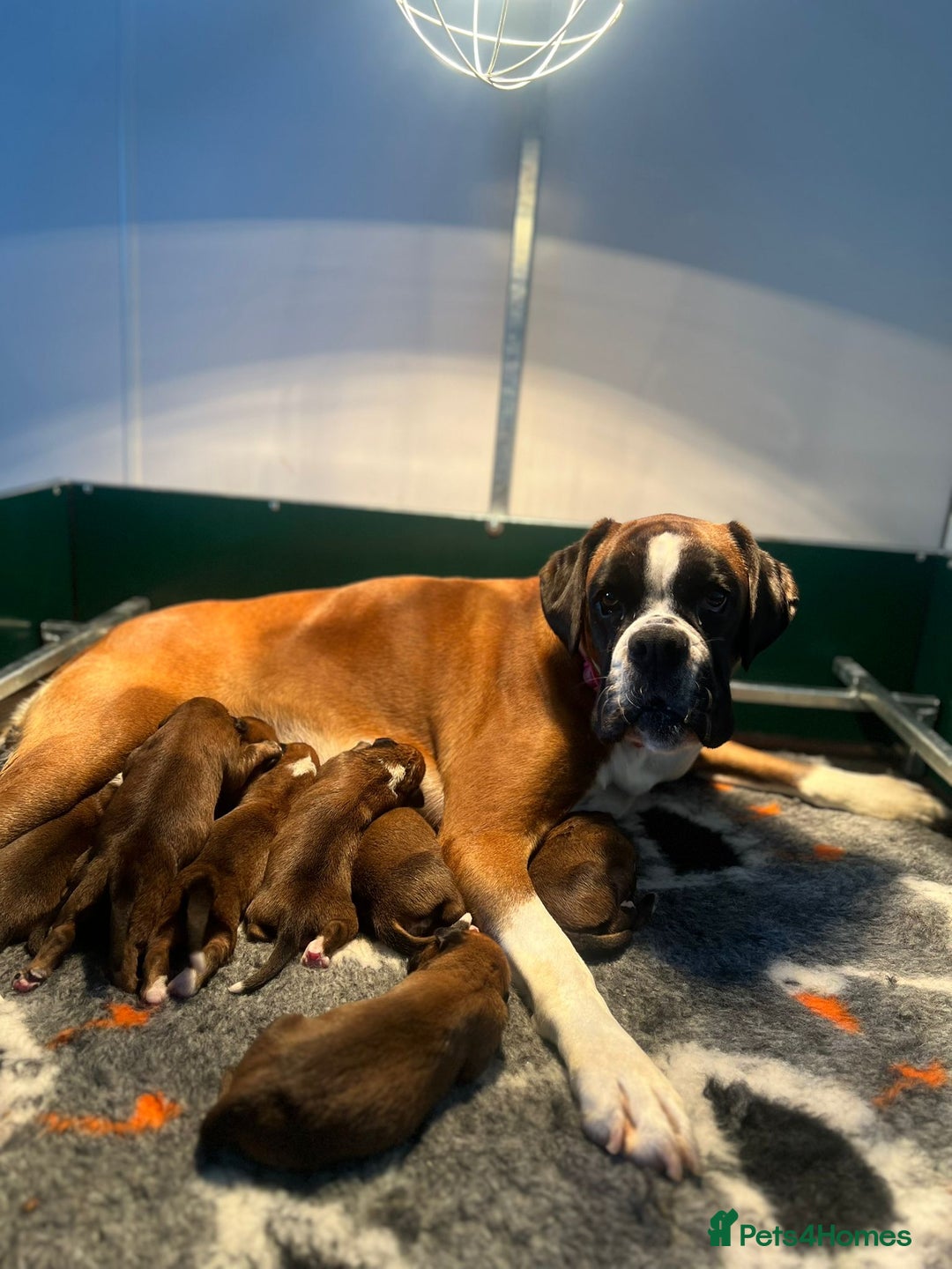 Boxer dogs for sale: Beautiful KC registered Boxer pups for sale  - Advert 2