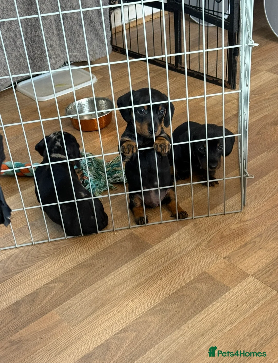 Miniature Dachshund dogs for sale: Three miniature dachshunds in Carmarthen - Advert 7