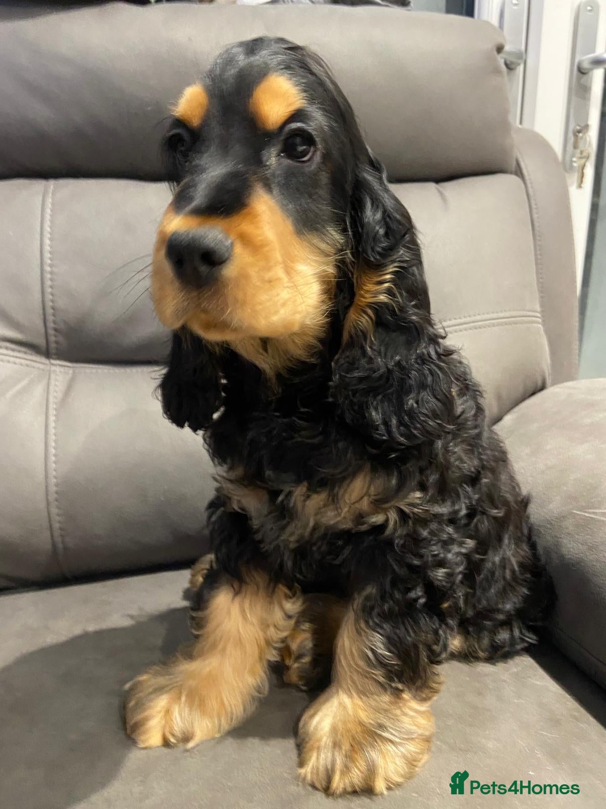 Cocker Spaniel dogs English Show Cocker Spaniels  - Advert 1