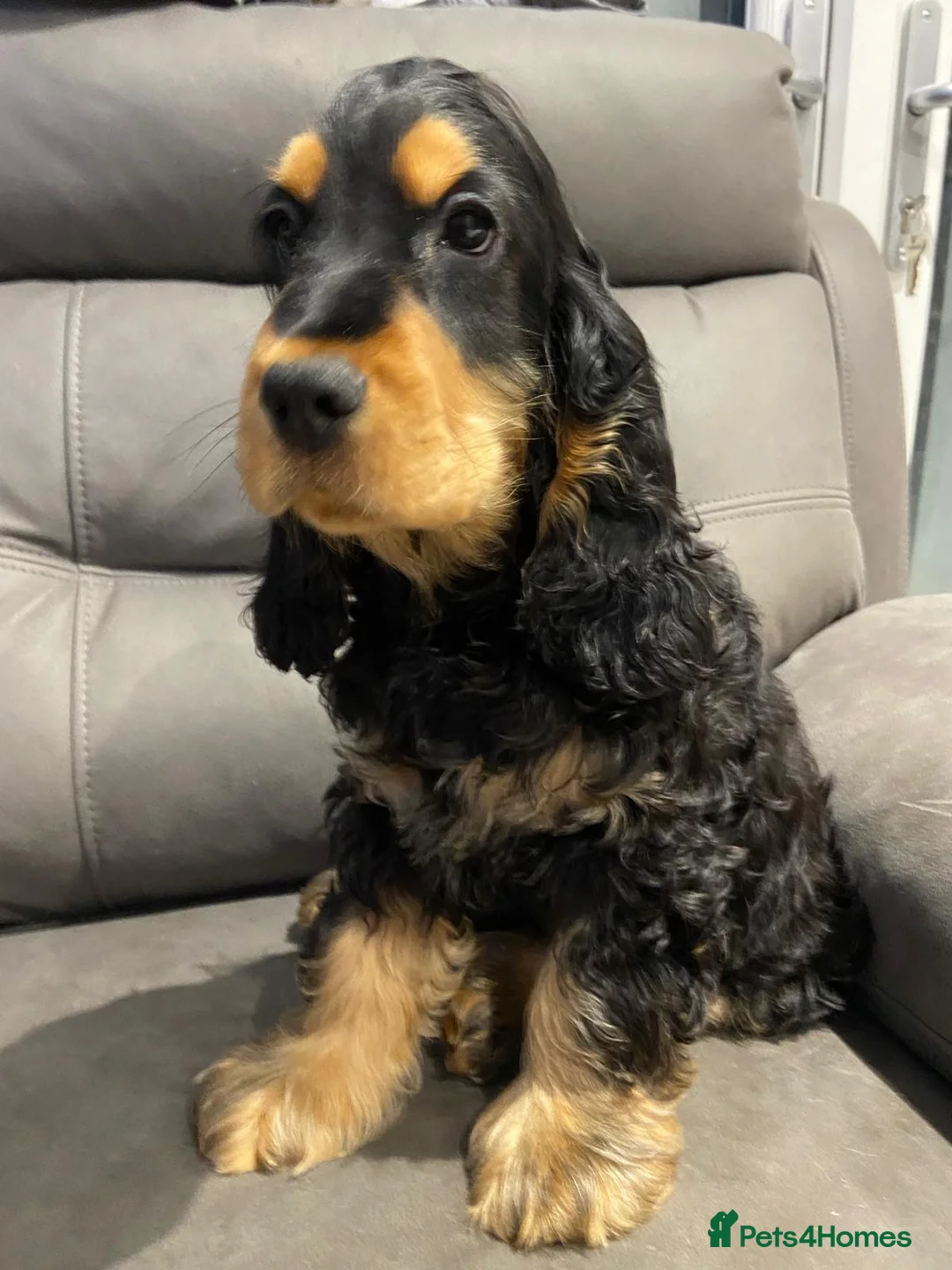 Cocker Spaniel dogs for sale: English Show Cocker Spaniels 1 boy left! - Advert 1