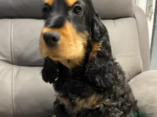 Cocker Spaniel dogs English Show Cocker Spaniels 1 boy left! - Advert 5