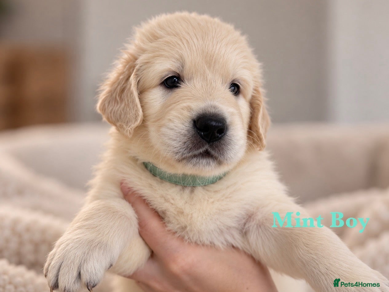 Golden Retriever dogs for sale: Champion line puppies 🏆 - Advert 1