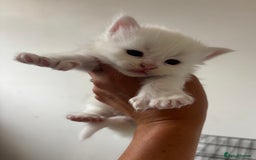 Maine Coon cats for sale: MAINE COON KITTENS SOME POLYDACTYL  - Image 11