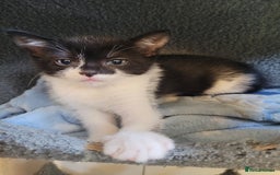 Mixed Breed cats for sale: Four Beautiful male kittens  - Image 3