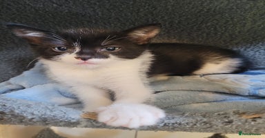 Mixed Breed cats - Advert 7