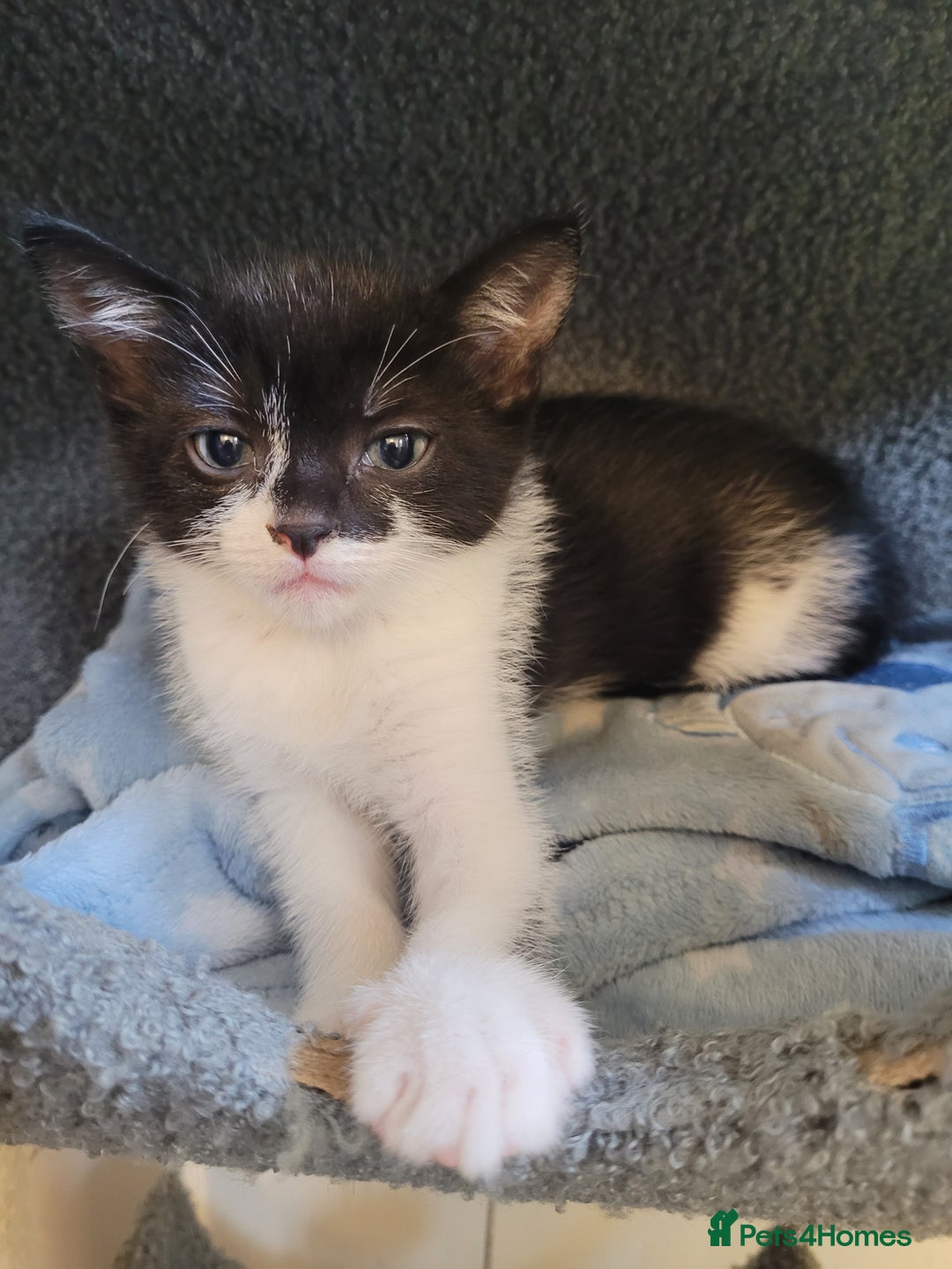 Mixed Breed cats for sale: Four Beautiful male kittens  - Image 3