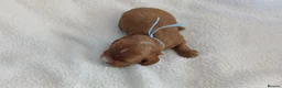 Cavapoo dogs for sale: F1 CAVAPOO PUPPIES  in Stevenage - Advert 29
