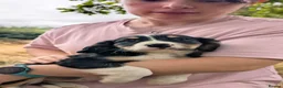 Mixed Breed dogs for sale: Cavalier x Collie - Advert 18