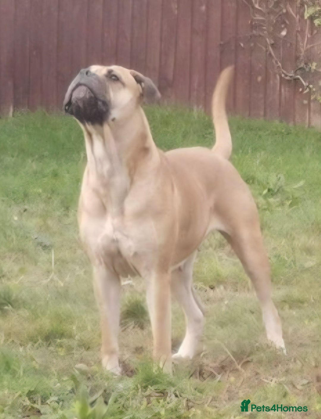 Mixed Breed dogs for sale: Adorable Bull Bordeaux Puppies  - Advert 14