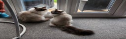 Ragdoll cats for sale: Gorgeous Ragdoll bonded Brothers - Advert 7