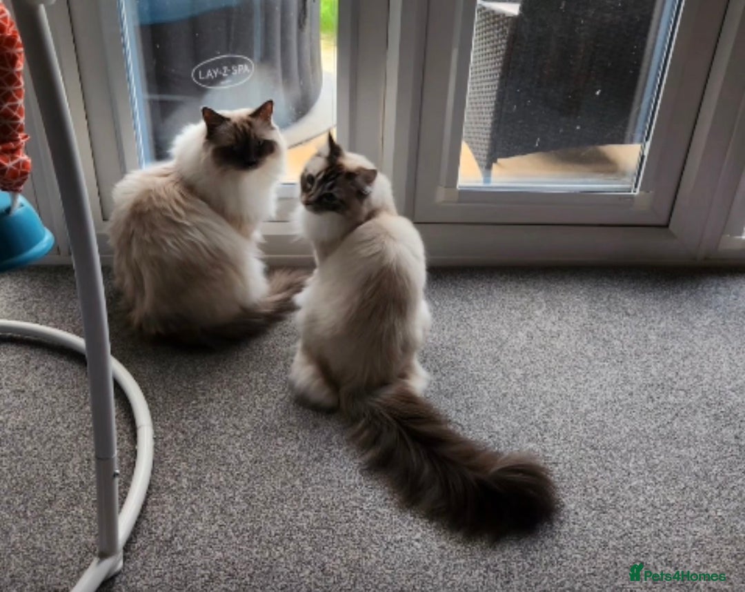 Ragdoll cats for sale: Gorgeous Ragdoll bonded Brothers - Advert 7