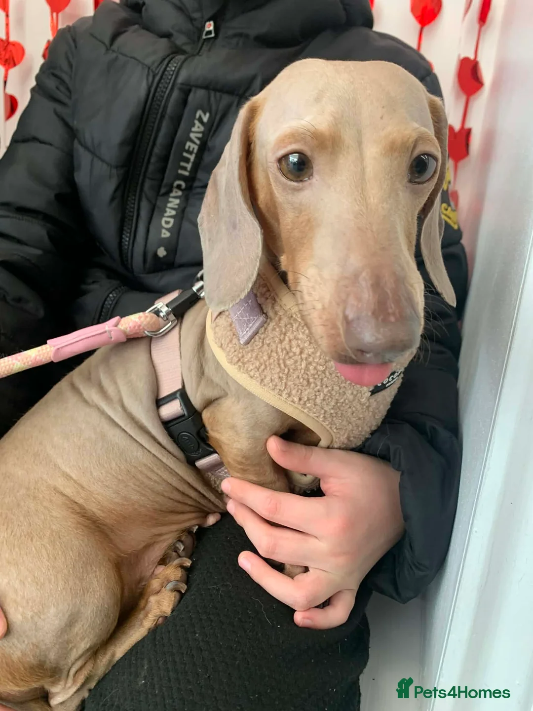 Miniature Dachshund dogs for sale: Miniature dachshund puppies - Advert 2