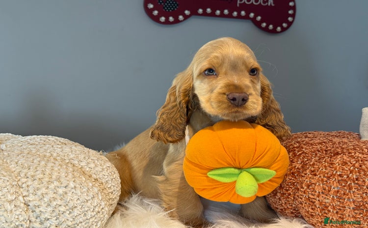 Cocker Spaniel dogs - Advert 5