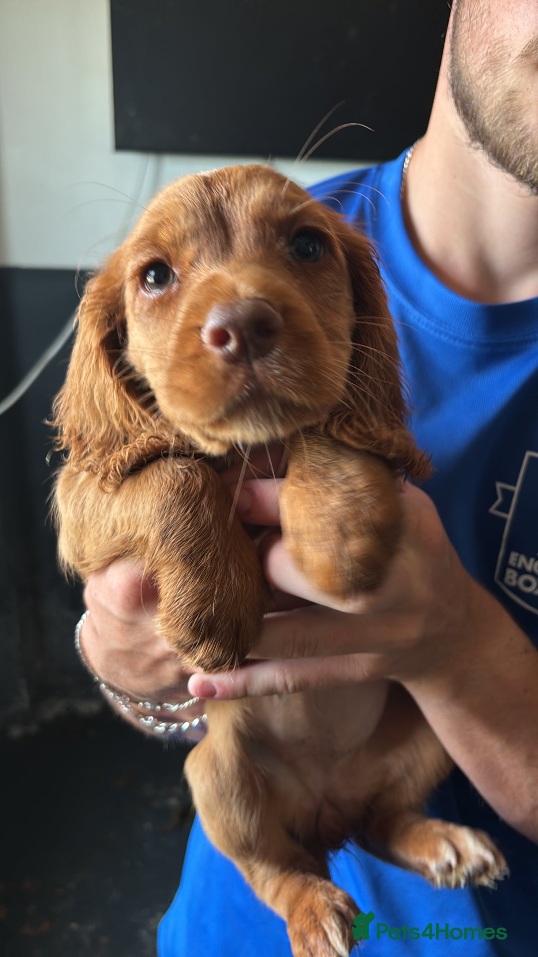 Cocker Spaniel dogs for sale: Ready to leave - Champion bred working cocker pups - Image 15