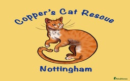 Mixed Breed cats for sale: Tofu for Adoption  - Image 4