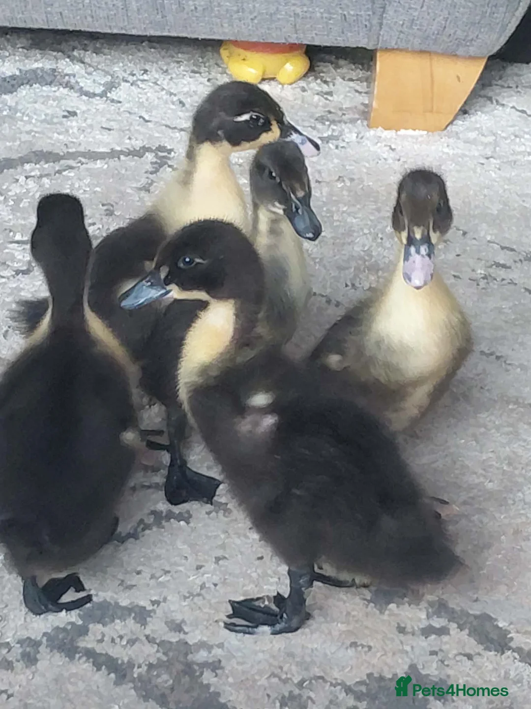 Ducks poultry for sale: Mixed duckling cross - Advert 1