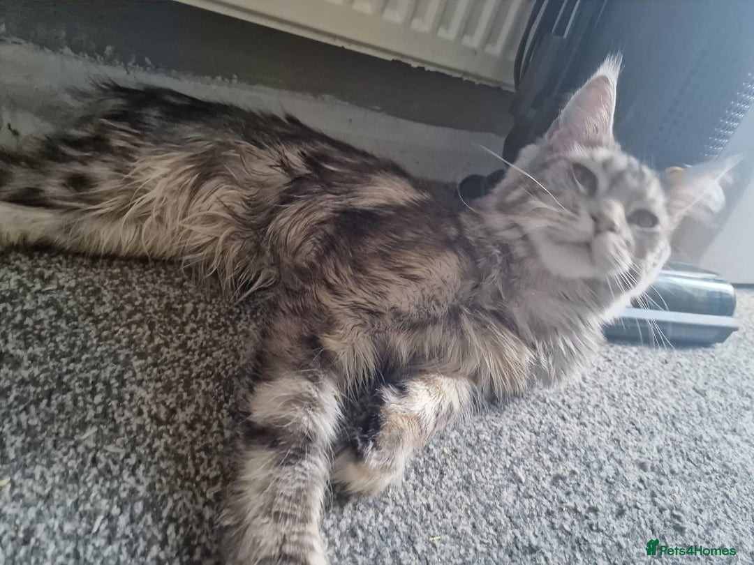 Maine Coon cats for sale: Gccf registered tabby girl - Advert 2