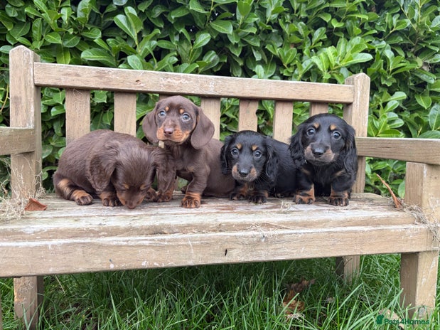 Miniature Dachshund dogs - Advert 2