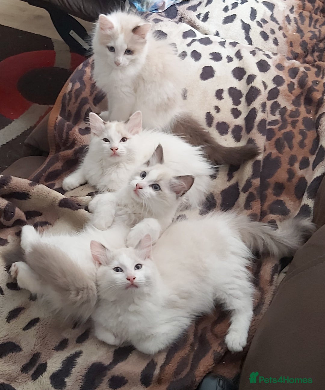 Ragdoll cats for sale: RAGDOLLS BOYS BICOLOUR VACCINATED MICROCHIPED  - Image 2