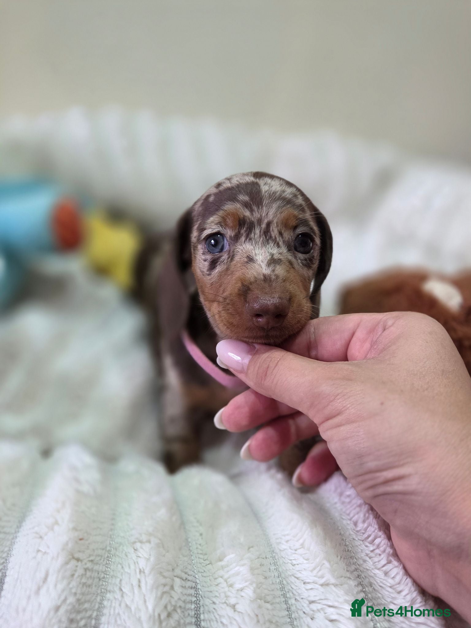 Miniature Dachshund dogs Kc Miniature Dachshund ❤️ - Advert 1