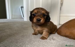 Miniature Dachshund dogs for sale: Gorgeous Long Haired Miniature Dachshund puppies!  - Image 3