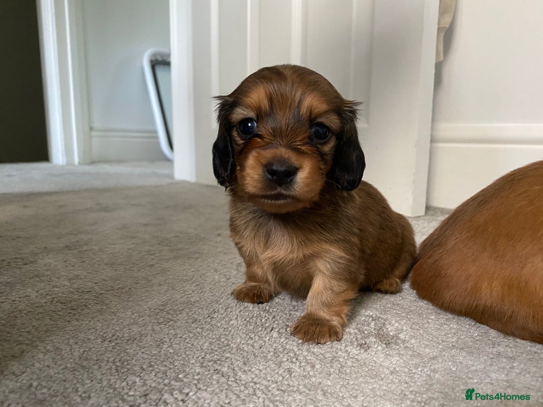 Miniature Dachshund dogs for sale: Gorgeous Long Haired Miniature Dachshund puppies!  - Image 3