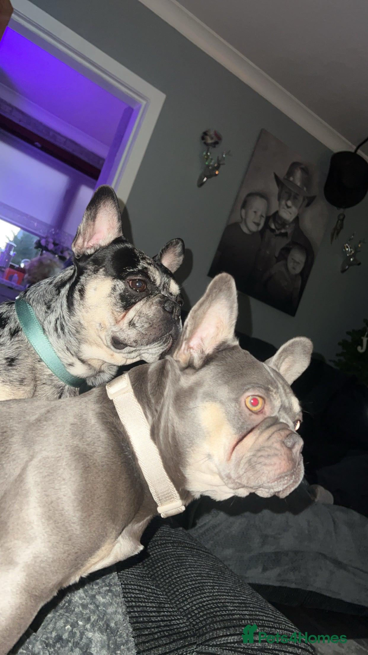 French Bulldog dogs 2 beautiful frenchbulldogs to be rehomed together - Advert 12