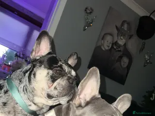 French Bulldog dogs 2 beautiful frenchbulldogs to be rehomed together - Advert 12