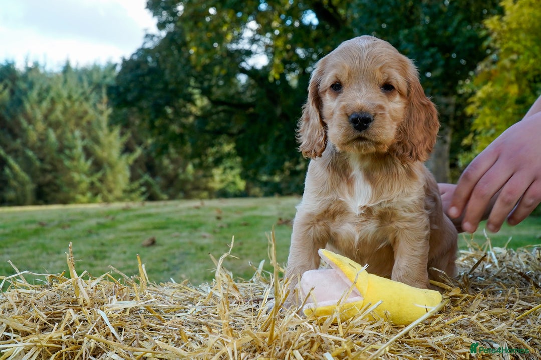 Cocker Spaniel dogs for sale: Show Cocker Spaniel puppies - Image 7