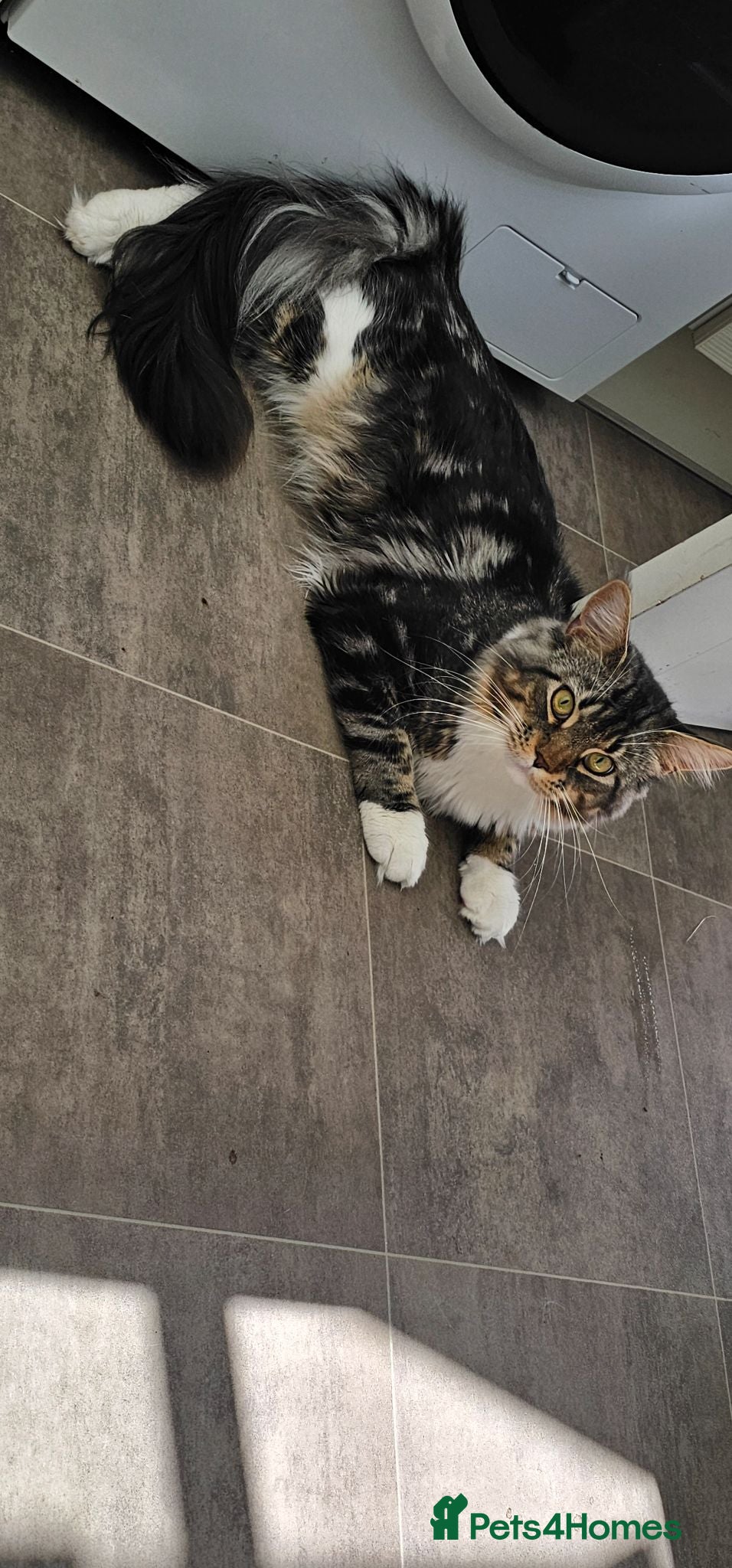 Maine Coon cats 1yr maine coon - Advert 18
