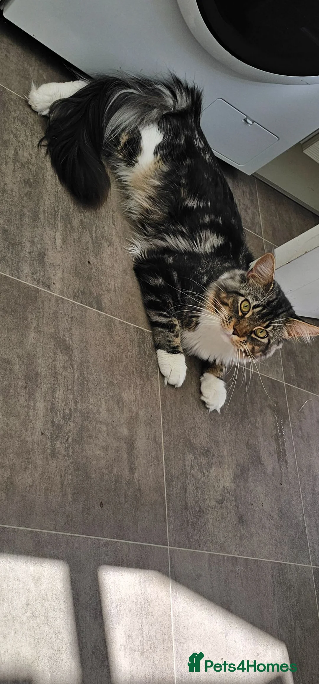 Maine Coon cats for sale: 1yr maine coon - Advert 1
