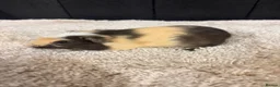 Guinea Pig rodents for sale: Baby Guinea pigs - Advert 3