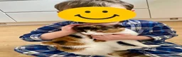 Domestic Shorthair cats for sale: 9 month old spayed female Calico cat - Advert 10