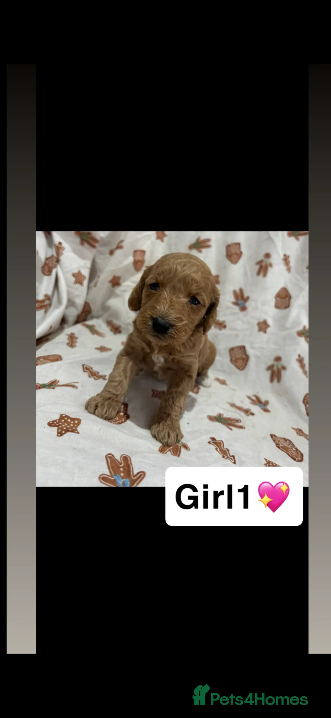 Cockapoo dogs for sale: 2 boys 1 girl left ready now💙💖 - Advert 17