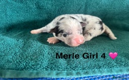 Australian Shepherd dogs for sale: Beautiful Australian Shepherds  - Image 15