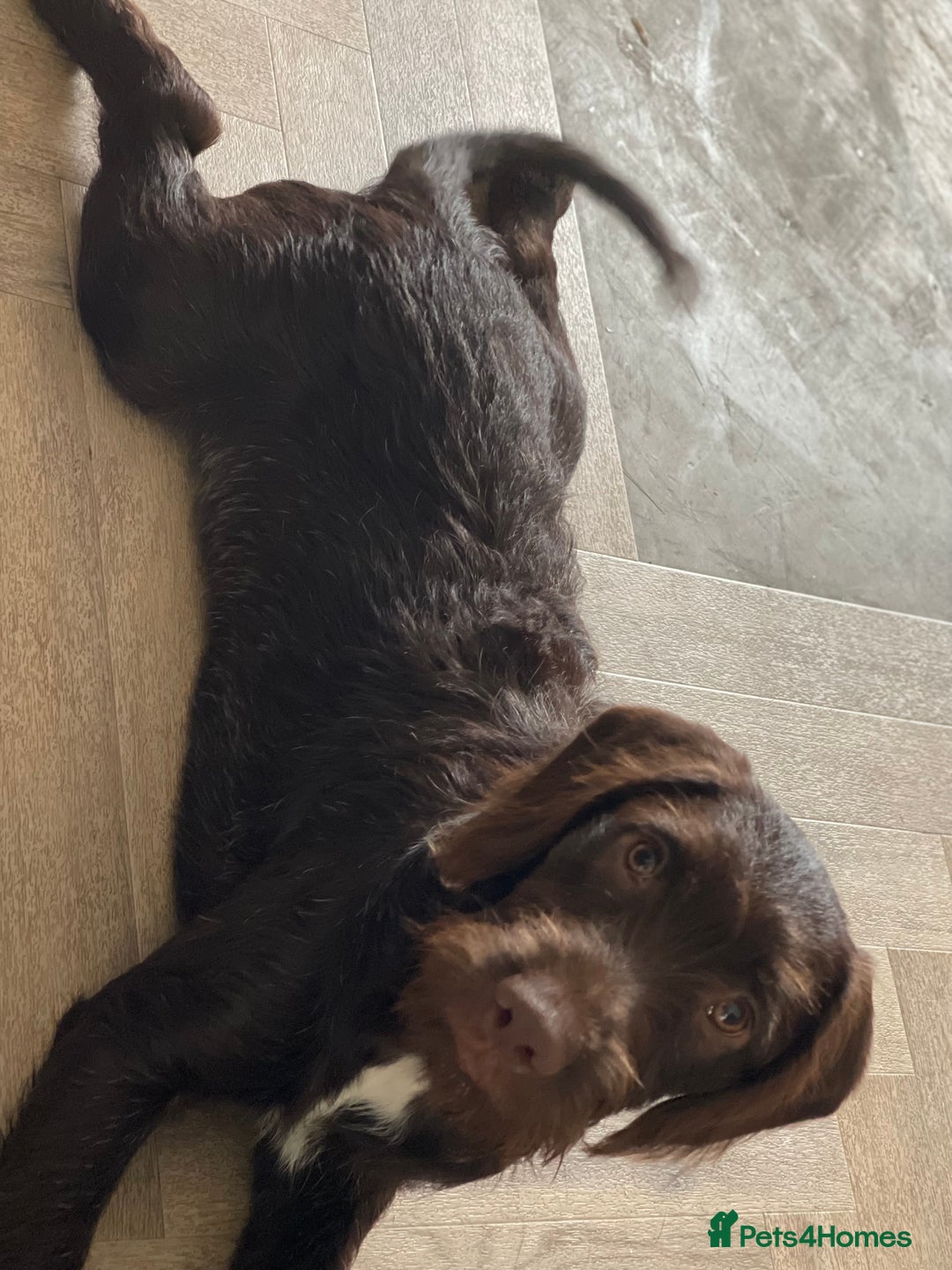 Mixed Breed dogs for sale: Gorgeous dogs, amazing pets & great temperaments!  - Advert 9